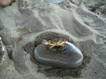 Местный Секъюрити