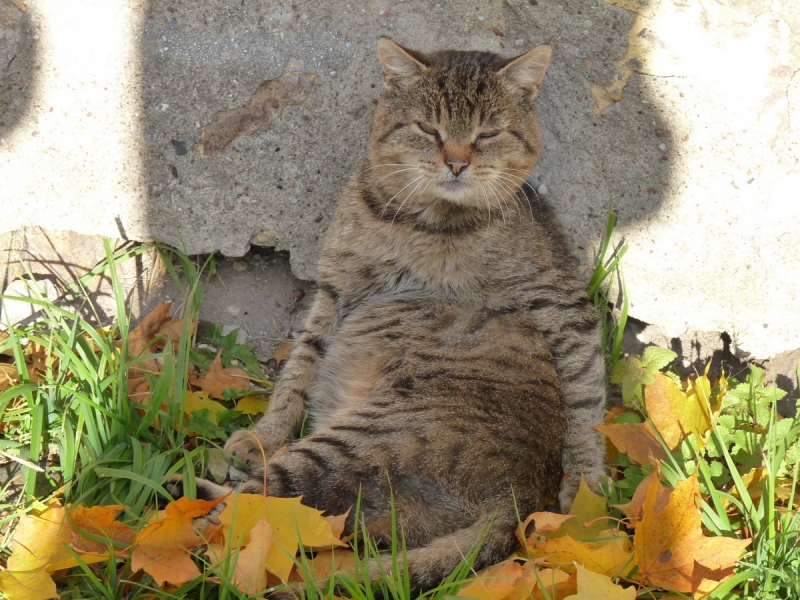 Замковыйкот