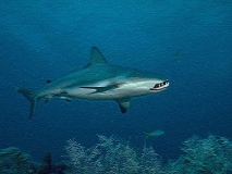 Neobichnaya seme'rka