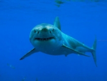 Carcharodon carcharias